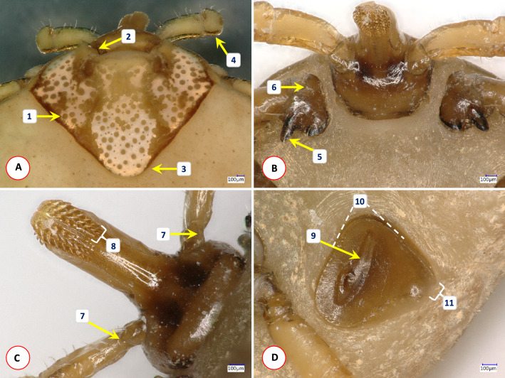 Fig. 2