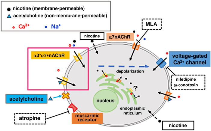 Fig 6