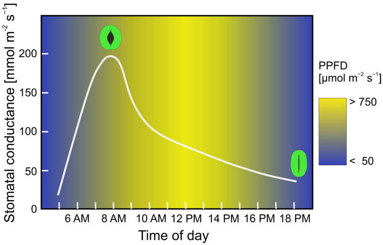 Figure 11