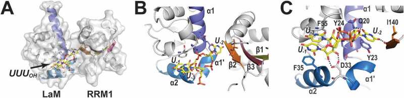 Figure 3.