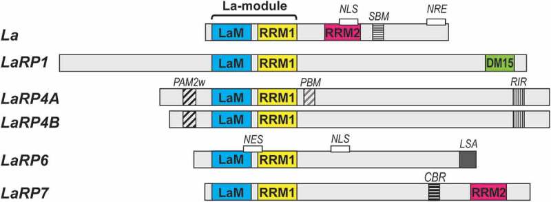 Figure 1.