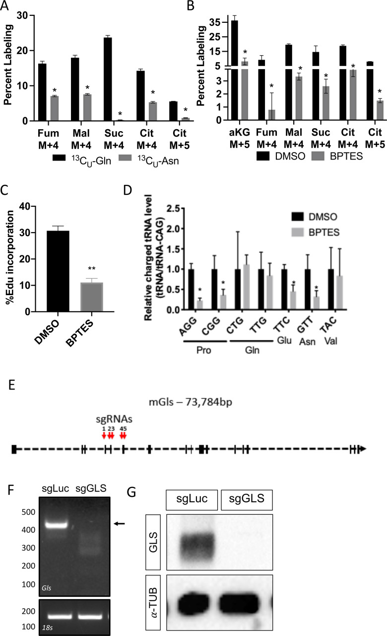 Figure 6—figure supplement 1