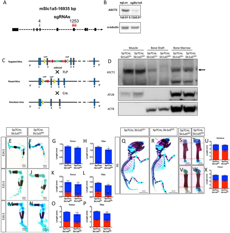 Figure 1—figure supplement 1.