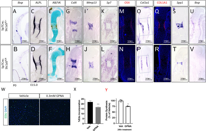 Figure 2—figure supplement 1.