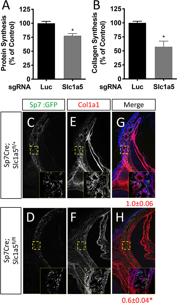 Figure 3—figure supplement 1.