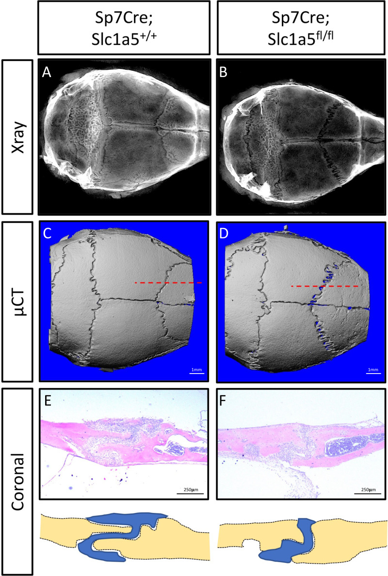 Figure 1—figure supplement 2.