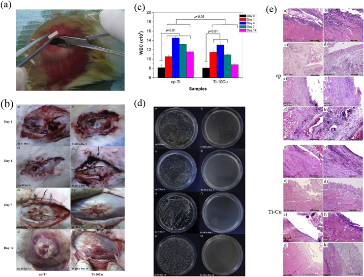 Fig. 19