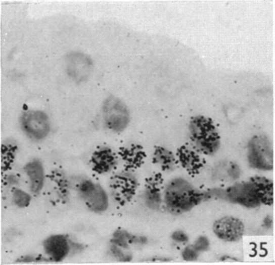 Fig. 35