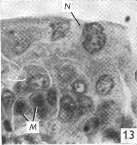 Fig. 13