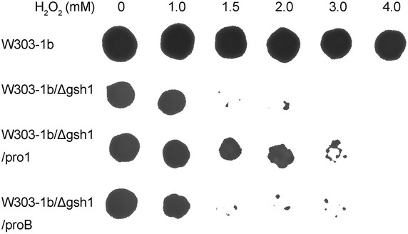 Fig. 3