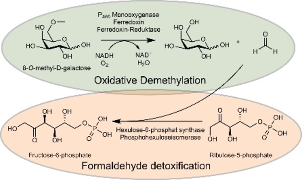 graphic file with name CBIC-23-0-g004.jpg