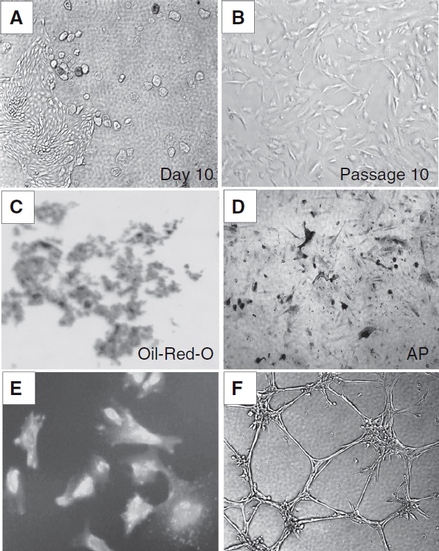 FIG. 1.