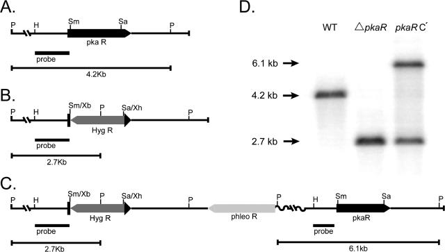 FIG. 1.