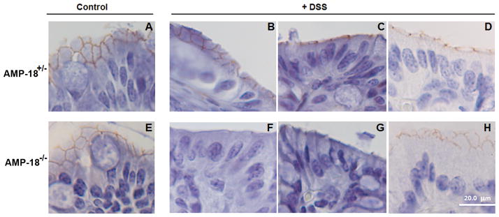 Fig. 9