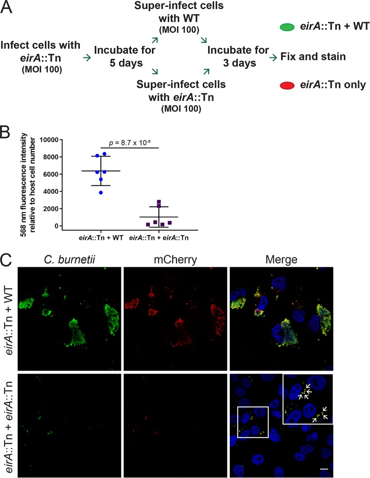 FIG 4