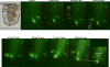 Fig. 9.