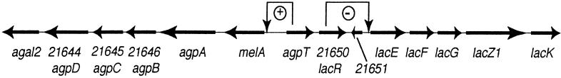 FIG. 1.