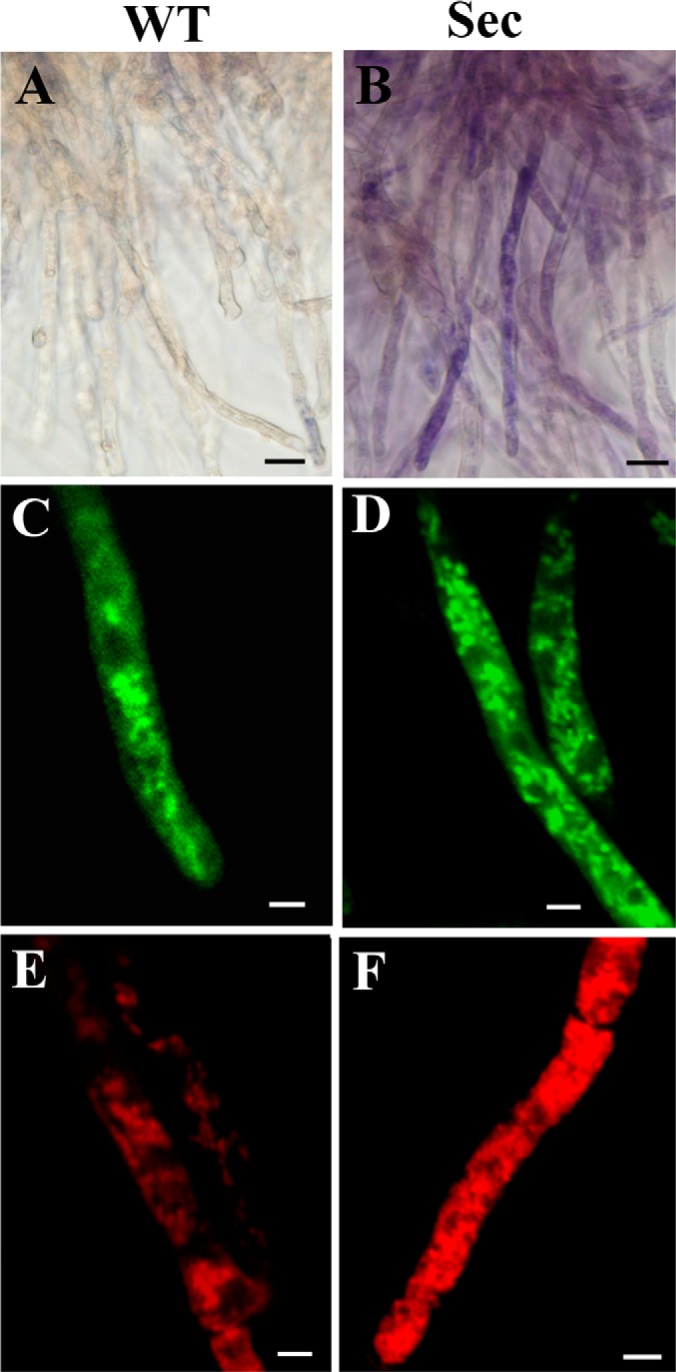 Fig. 2.