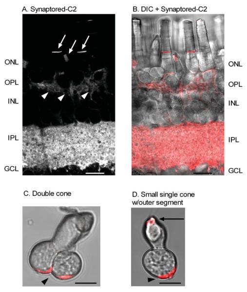 Fig. 3