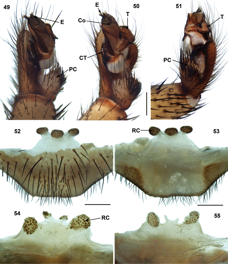 Figures 49–55.