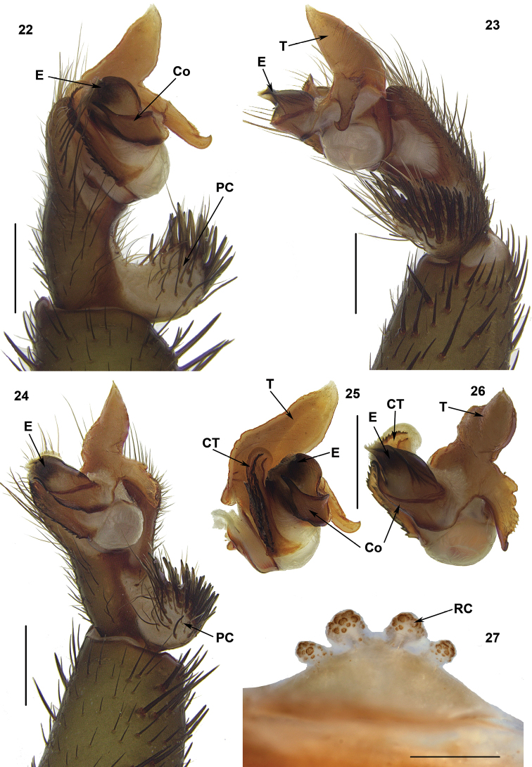 Figures 22–27.