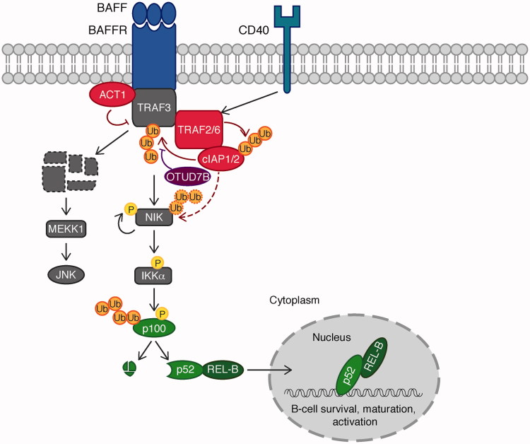 Figure 5.