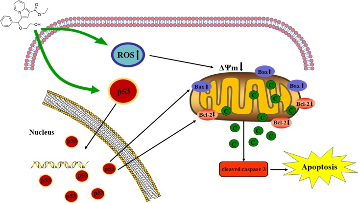 Graphical Abstract