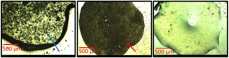 Figure 6 (A, B, C):