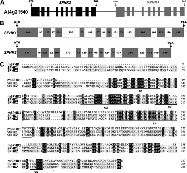 FIGURE 1.