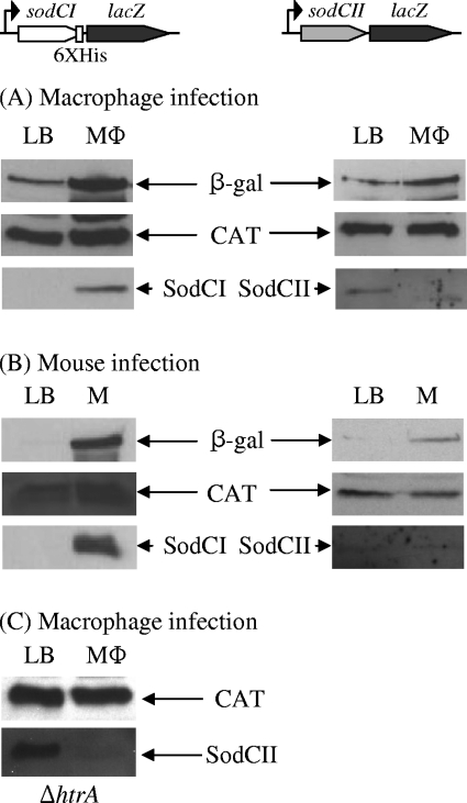 FIG. 1.