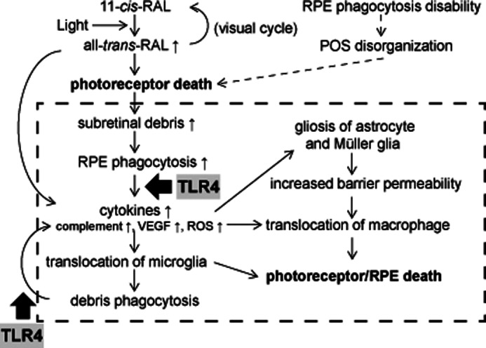 FIGURE 11.