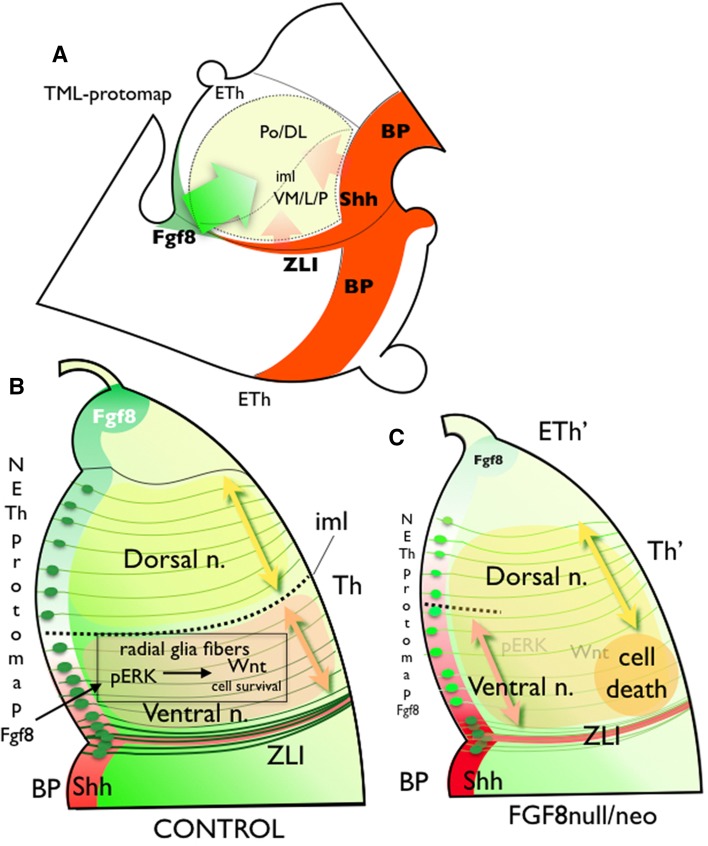 Fig. 9