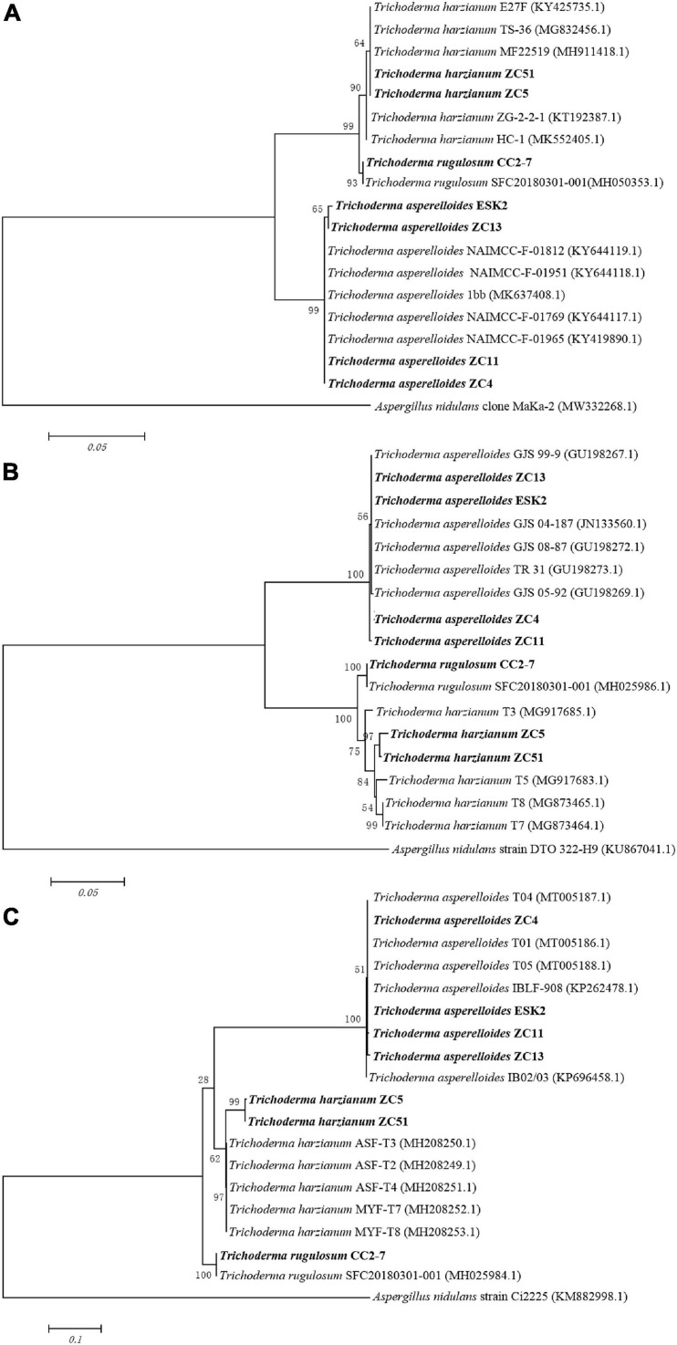 FIGURE 4