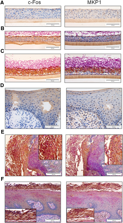 Figure 7