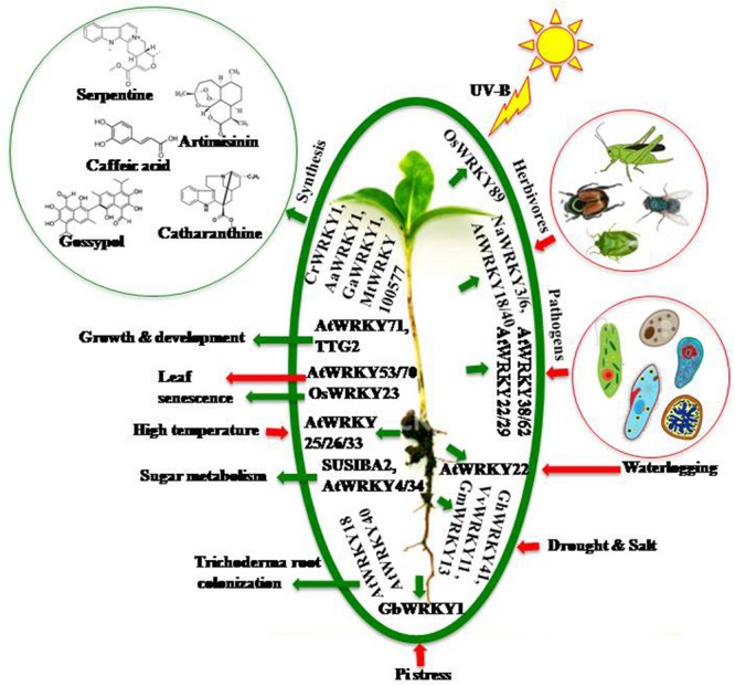 FIGURE 1