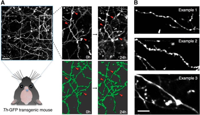 Figure 1.