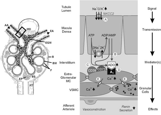 Fig. 2