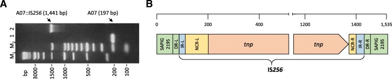 Fig. 2