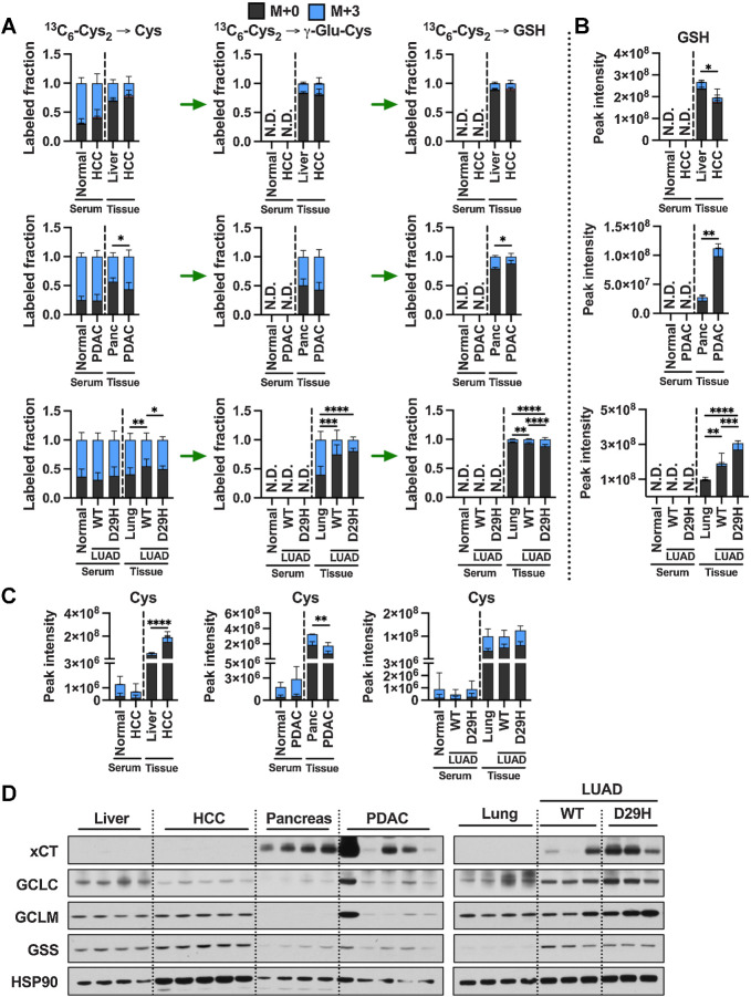 Figure 6. Cystine is a major contributor to the cysteine pool in tumors. A, Analysis of the fraction labeling in cysteine, γ-glutamylcysteine, and glutathione in liver tissues (N = 9), HCC tumors (N = 9), lung tissues (N = 10), Nrf2WT LUAD tumors (N = 16), Nrf2D29H LUAD tumors (N = 10), pancreas tissues (N = 3), PDAC tumors (N = 12), and their matched serum from normal control mice for HCC (N = 6), HCC (N = 7), normal control mice for PDAC (N = 3), PDAC (N = 6), normal control mice for LUAD (N = 5), Nrf2WT LUAD (N = 8), and Nrf2D29H LUAD serum (N = 5) following infusion with 13C6-cystine. B, Total signal of glutathione in the tissues from A. C, Total signal of cysteine in the tissues from A. For A–C, data are presented as mean ± SD. N.D., not detected. D, Immunoblots of xCT, GCLC, GCLM, and GSS for each tissue. HSP90 was used for the loading control. *, P < 0.05; **, P < 0.01; ***, P < 0.001; ****, P < 0.0001. Cys, cysteine; GSH, glutathione; γ-Glu-Cys, γ-glutamylcysteine.