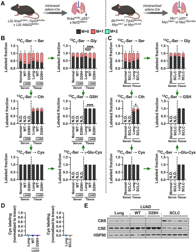 Figure 5. De novo cysteine synthesis does not contribute to the cysteine pool of lung tumors. A, Schematic for the generation of KrasG12D; p53−/− and KrasG12D; p53−/−; Nrf2D29H LUAD, and Rb1−/−; p53−/−; MycT58A/+ or Rb1−/−; p53−/−; MycT58A/T58A SCLC GEMM tumors. B, Analysis of the fraction labeling in serine, glycine, cystathionine, glutathione, cysteine, and γ-glutamylcysteine in normal lung tissues (N = 8) compared with Nrf2WT LUAD and (N = 10), Nrf2D29H LUAD tumors (N = 10) and their matched serum from normal (N = 8), Nrf2WT (N = 5), and Nrf2D29H (N = 5) following infusion with 1-[13C1]-serine. C, Analysis of the fraction labeling in serine, glycine, cystathionine, glutathione, cysteine, and γ-glutamylcysteine in normal lung tissues (N = 8) compared with SCLC tumors (N = 9), and their matched serum normal (N = 8) and SCLC (N = 9) following infusion with 1-[13C1]-serine. The control lung samples in C are the same as in B. D, Fractional contribution of serine to intracellular cysteine synthesis in LUAD and SCLC. Cysteine labeling was normalized to the fraction labeling of serine in each tissue. For B–D, data are presented as mean ± SD. N.D., not detected. E, Immunoblots of CBS and CSE for each tissue. HSP90 was used for the loading control. *, P < 0.05; ****, P < 0.0001. Cth, cystathionine; Cys, cysteine; Gly, glycine; GSH, glutathione; γ-Glu-Cys, γ-glutamylcysteine; Ser, serine. (A, Created with BioRender.com.)