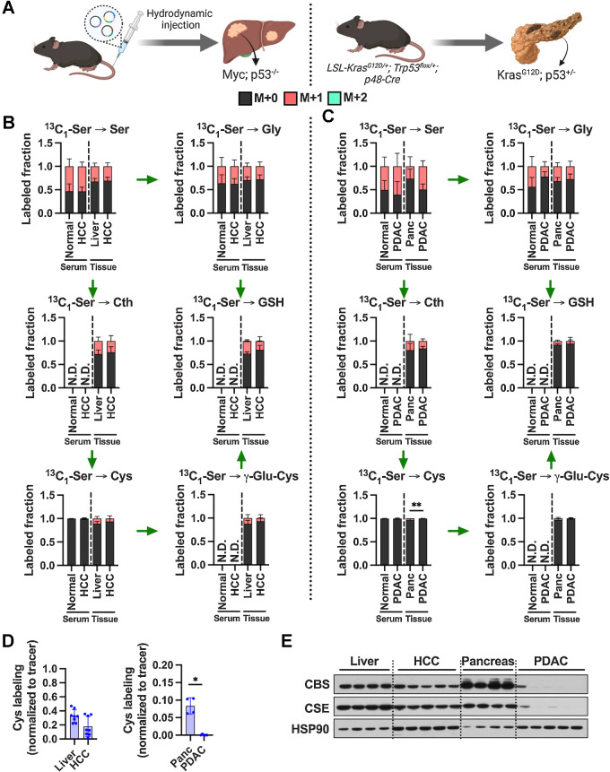 Figure 4. Tumorigenesis of liver and pancreas induces downregulation of de novo cysteine synthesis. A, Schematic for the generation of Myc; p53−/− HCC and KrasG12D; p53+/− PDAC GEMM tumors. B, Analysis of the fraction labeling in serine, glycine, cystathionine, glutathione, cysteine, and γ-glutamylcysteine in liver tissues (N = 8) compared with HCC tumors (N = 8) and their matched serum normal (N = 8) and HCC (N = 5) following infusion with 1-[13C1]-serine. C, Analysis of the fraction labeling in serine, glycine, cystathionine, glutathione, cysteine, and γ-glutamylcysteine in pancreas tissues (N = 5) compared with PDAC tumors (N = 5) and their matched serum from normal (N = 5) and PDAC (N = 5) following infusion with 1-[13C1]-serine. D, Fractional contribution of serine to intracellular cysteine synthesis in HCC and PDAC. Cysteine labeling was normalized to the fraction labeling of serine in each tissue. One healthy pancreas sample was excluded because of a division error. For B–D, data are presented as mean ± SD. N.D., not detected. E, Immunoblots of CBS and CSE for each tissue. HSP90 was used for the loading control. *, P < 0.05; **, P < 0.01. Cth, cystathionine; Cys, cysteine; Gly, glycine; GSH, glutathione; γ-Glu-Cys, γ-glutamylcysteine; Ser, serine. (A, Created with BioRender.com.)