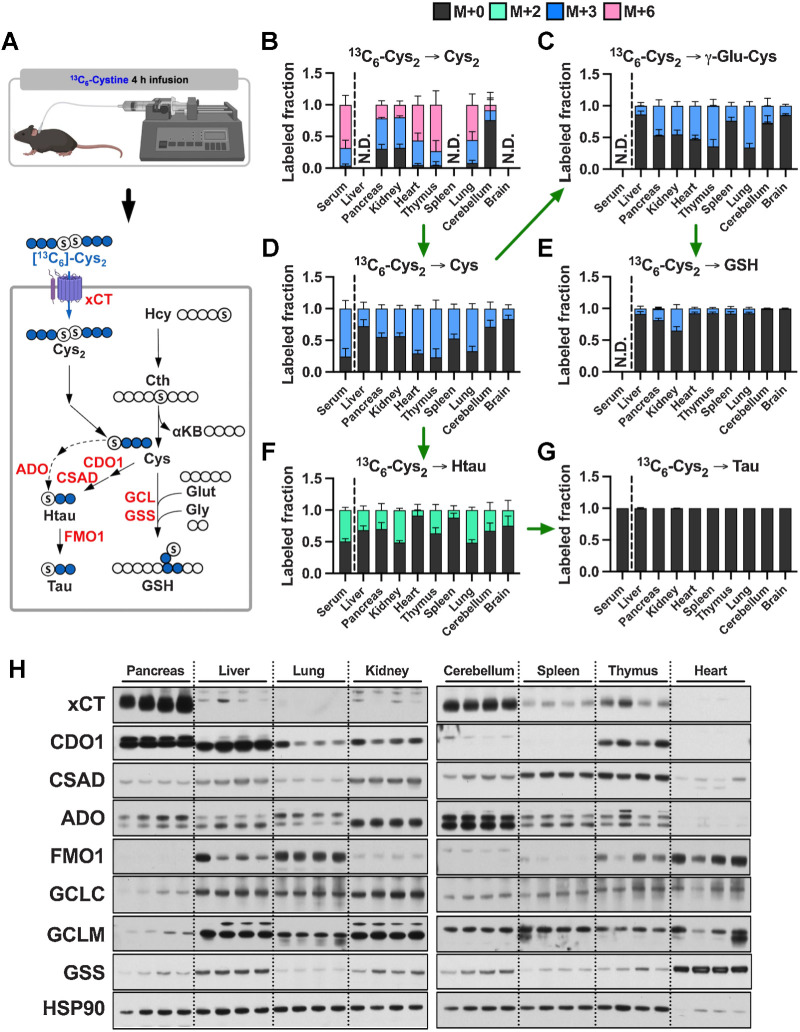 Figure 3. Cyst(e)ine supplies the cysteine pool in all tissues. A, Schematic depicting 13C6-cystine infusion and its metabolism to glutathione and taurine. B–G, Healthy C57BL/6J mice were infused with 13C6-cystine, followed by analysis of the fraction labeling in cysteine (B), γ-glutamylcysteine (C), cysteine (D), glutathione (E), hypotaurine (F) and taurine (G). For B–G, data are presented as mean ± SD and N = 5 mice. N.D., not detected. H, Immunoblots of xCT, CDO1, CSAD, ADO, FMO1, GCLC, GCLM, and GSS for each tissue. HSP90 was used for the loading control. αKB, α-ketobutyrate; Cth, cystathionine; Cys, cysteine; Cys2, cystine; γ-Glu-Cys, γ-glutamylcysteine; Glut, glutamate; Gly, glycine; GSH, glutathione; Hcy, homocysteine; Htau, hypotaurine; Tau, taurine. (A, Created with BioRender.com.)