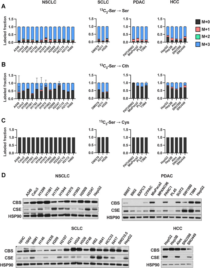 Figure 1. Cultured cancer cell lines lack de novo cysteine synthesis capacity. A–C, Analysis of de novo cysteine synthesis in cultured NSCLC, SCLC, PDAC, and HCC cell lines with 13C3-serine tracing. Cell lines were incubated with 13C3-serine containing media for 4 hours, followed by analysis of the fraction labeling in serine (A), cystathionine (B), and cysteine (C). Data are presented as mean ± SD and N = 3 biological replicates for each cell line. D, Immunoblotting for the transsulfuration enzymes CBS and CSE. HSP90 was used for the loading control and HepG2 was used for relative comparison between different membranes. Cth, cystathionine; Cys, cysteine; Ser, serine.