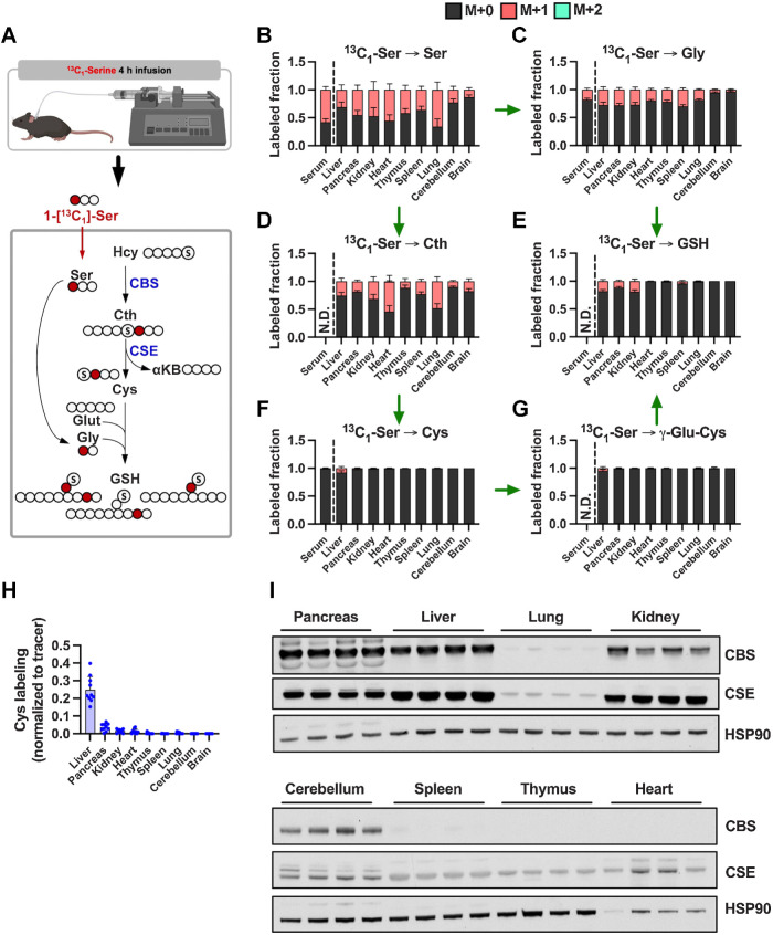 Figure 2. Contribution of de novo cysteine synthesis to the cysteine pool varies across healthy mouse tissues. A, Schematic depicting 1-[13C1]-serine infusion and its metabolism via the transsulfuration and glutathione synthesis pathways. B–G, Healthy C57BL/6J mice were infused with 1-[13C1]-serine, followed by analysis of the fraction labeling in serine (B), glycine (C), cystathionine (D), glutathione (E), cysteine (F), and γ-glutamylcysteine (G). For B–G, data are presented as mean ± SD and N = 10 mice (5 male, 5 female). N.D., not detected. H, Fractional contribution of serine to intracellular cysteine synthesis in each tissue from B–G. Cysteine labeling was normalized to the fraction labeling of serine in each tissue. I, Immunoblots of CBS and CSE for each tissue. HSP90 was used for the loading control. αKB, α-ketobutyrate; Cth, cystathionine; Cys, cysteine; Gly, glycine; Glut, glutamate; GSH, glutathione; γ-Glu-Cys, γ-glutamylcysteine; Ser, serine. (A, Created with BioRender.com.)