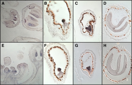 Fig. 9.