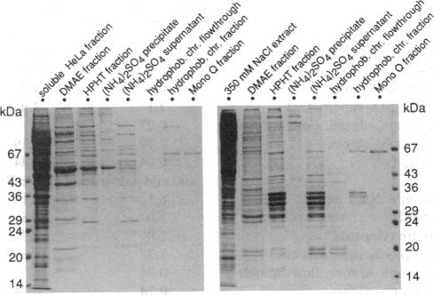 graphic file with name pnas01129-0221-a.jpg