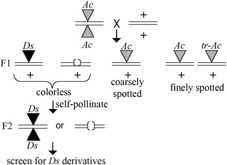 Figure 1.—