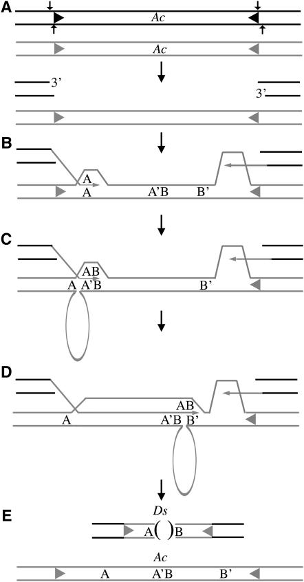 Figure 5.—