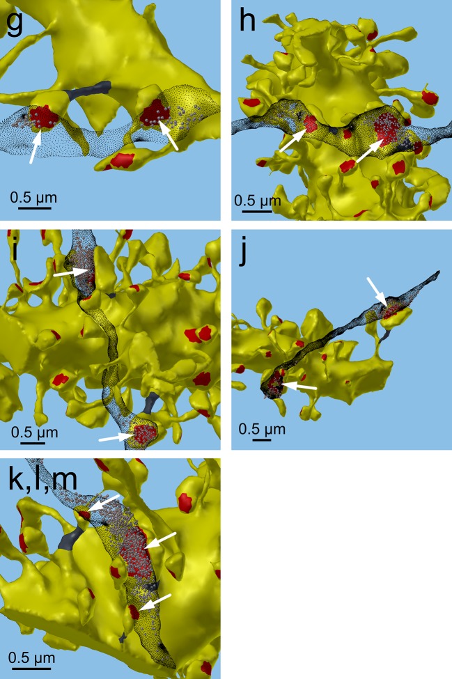 Figure 4—figure supplement 4.