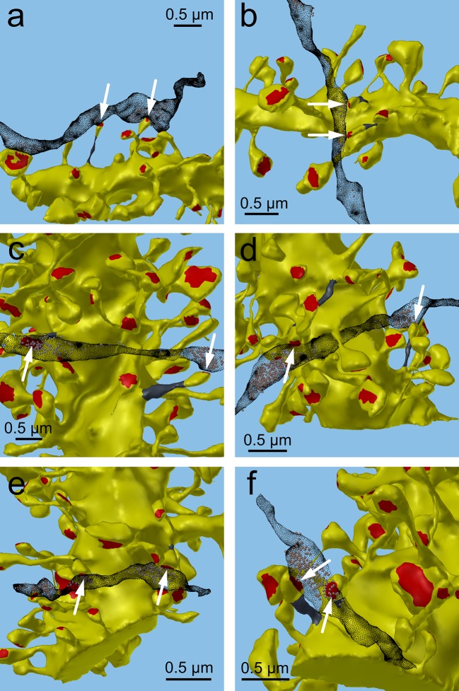 Figure 4—figure supplement 3.